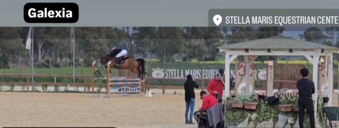 Yegua KWPN Caballo de Deporte Neerlandés En venta 2011 Bayo moreno por CANTURANO