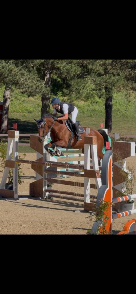 Yegua KWPN Caballo de Deporte Neerlandés En venta 2011 Bayo moreno por CANTURANO