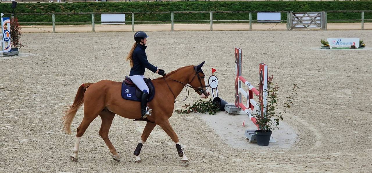 Caballo castrado Silla Francés En venta 2019 Alazán