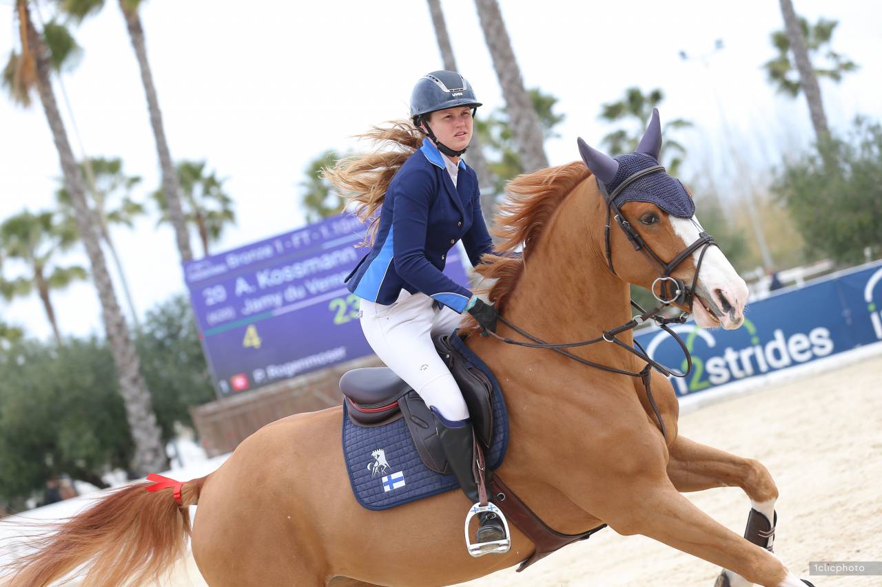 Caballo castrado Silla Francés En venta 2019 Alazán