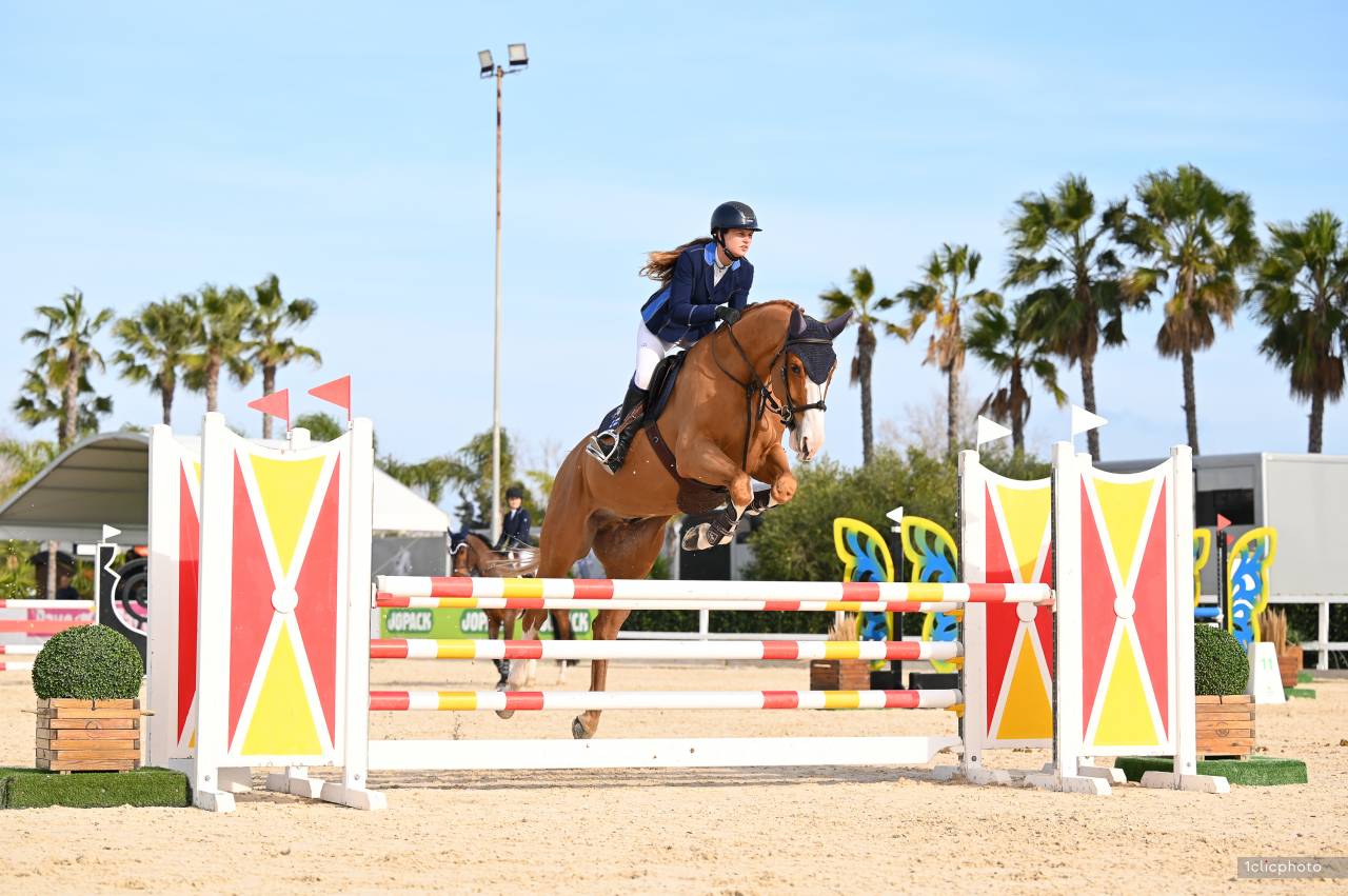 Caballo castrado Silla Francés En venta 2019 Alazán