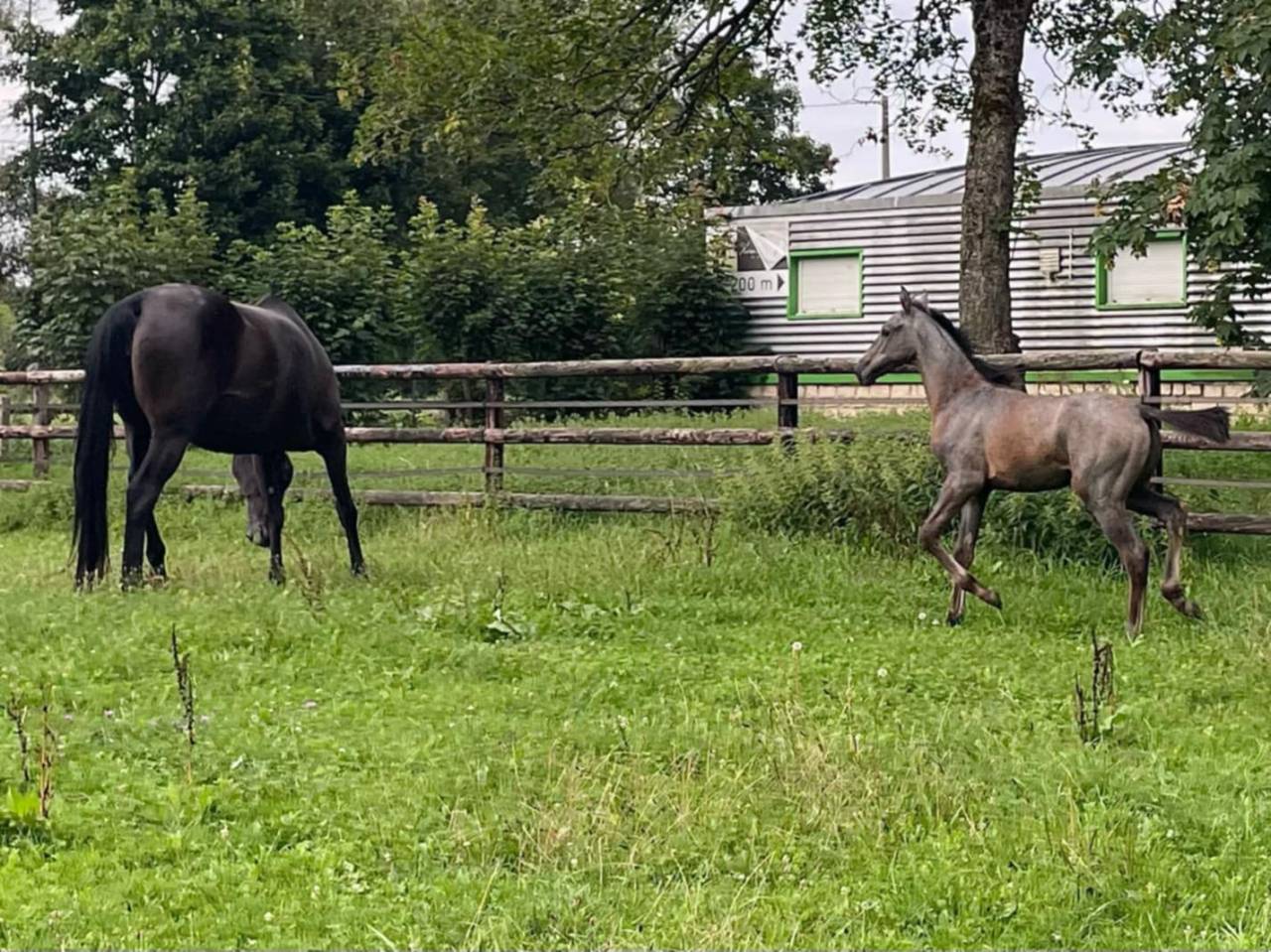 Potro Silla Francés En venta 2025 Tordo por Corland Z