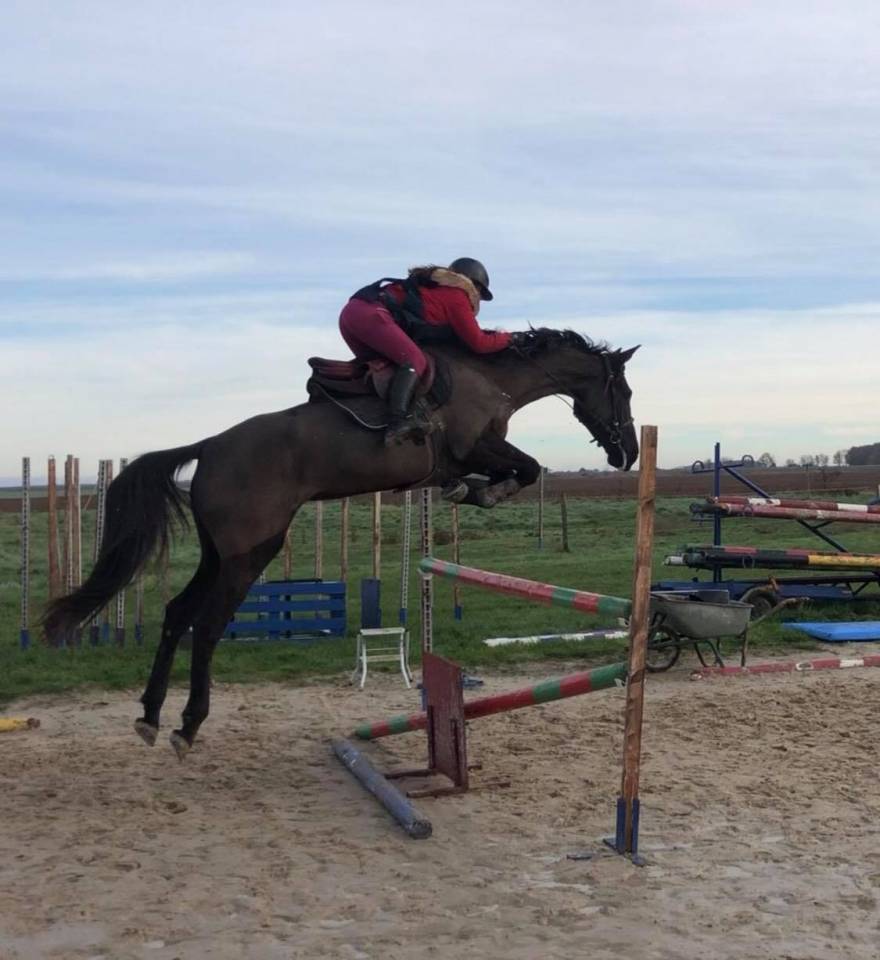 Potro Silla Francés En venta 2025 Tordo por Corland Z