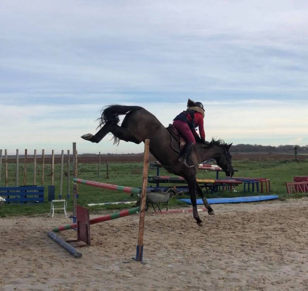 Potro Silla Francés En venta 2025 Tordo por Corland Z