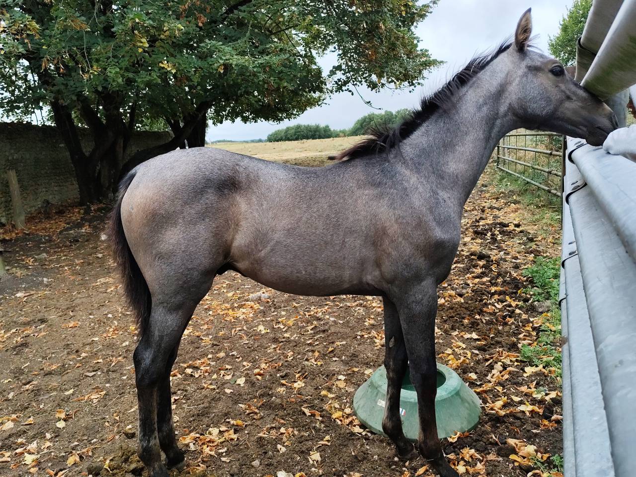 Potro Silla Francés En venta 2025 Tordo por Corland Z