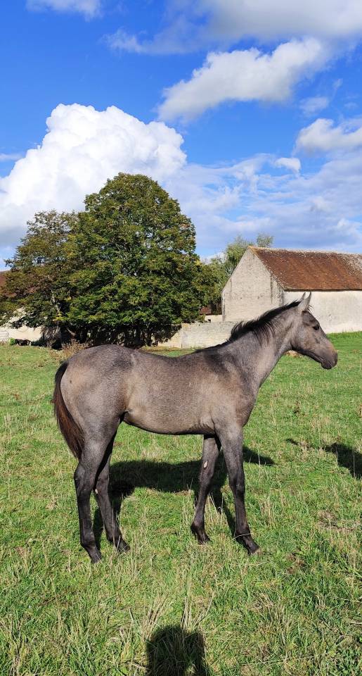 Potro Silla Francés En venta 2025 Tordo por Corland Z