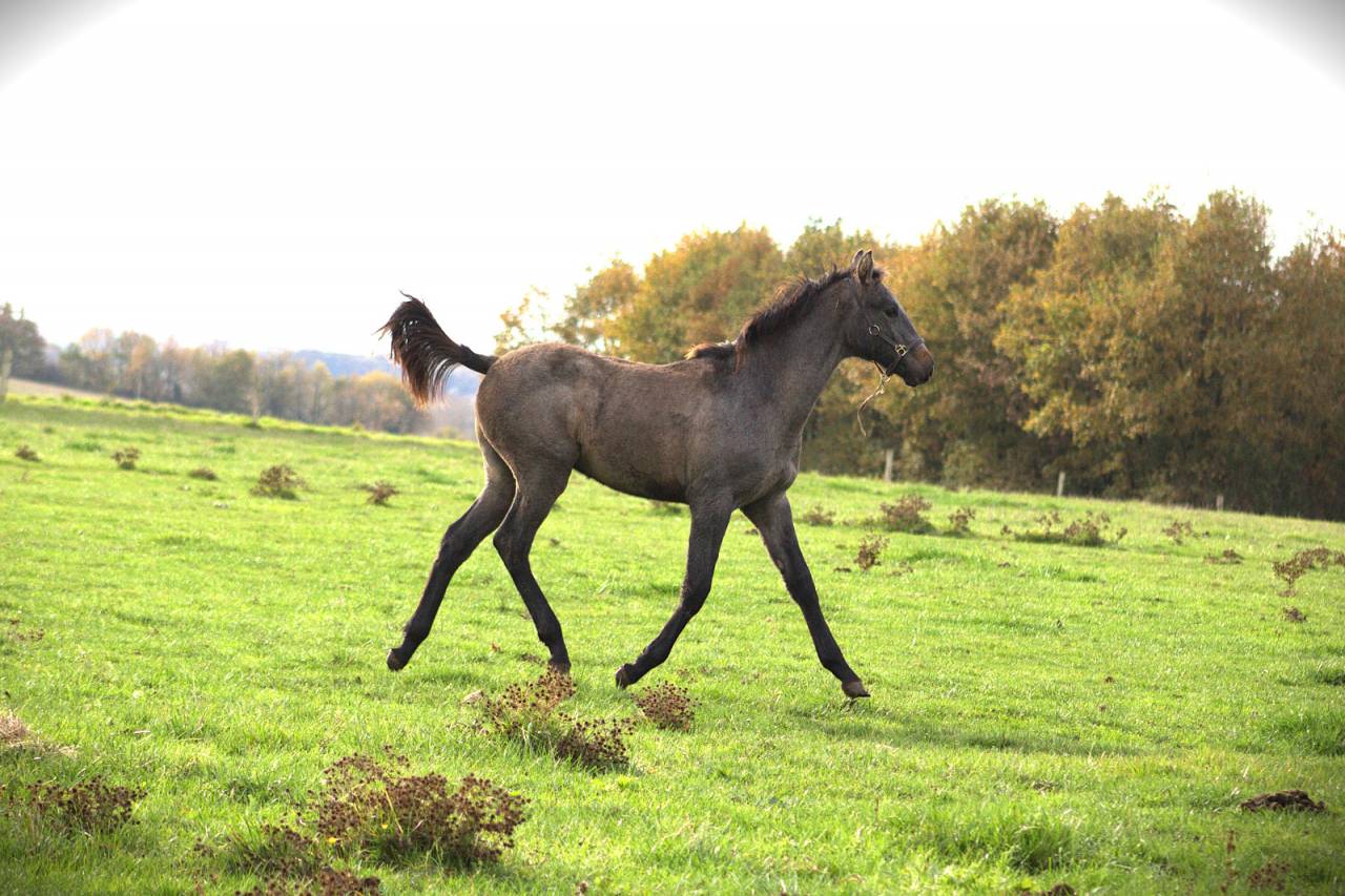 Potro Silla Franc&eacute;s En venta 2025 Tordo por Corland Z