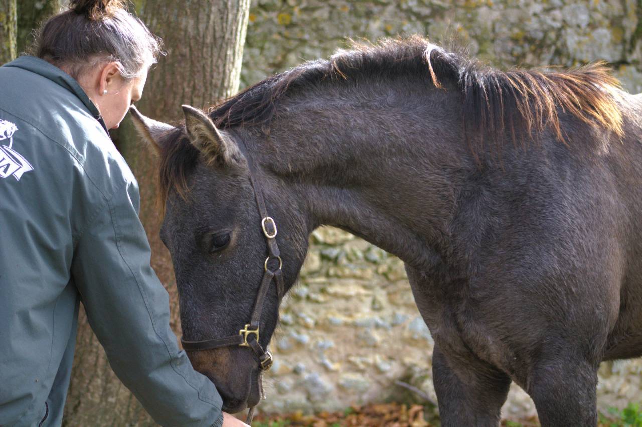 Potro Silla Franc&eacute;s En venta 2025 Tordo por Corland Z