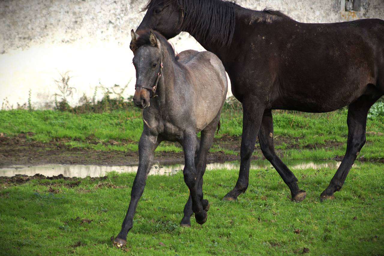 Potro Silla Franc&eacute;s En venta 2025 Tordo por Corland Z