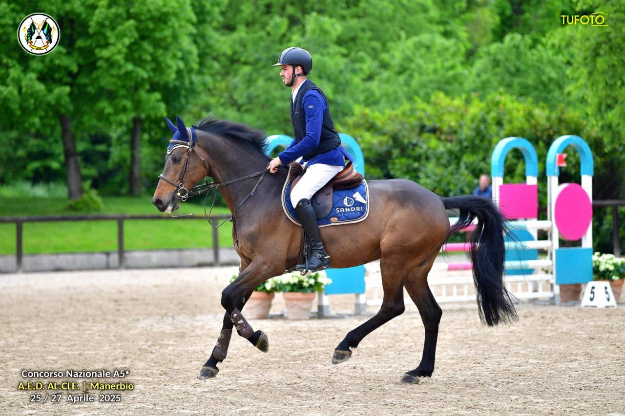 Caballo castrado Holsteiner En venta 2017 Bayo moreno por Van Gogh