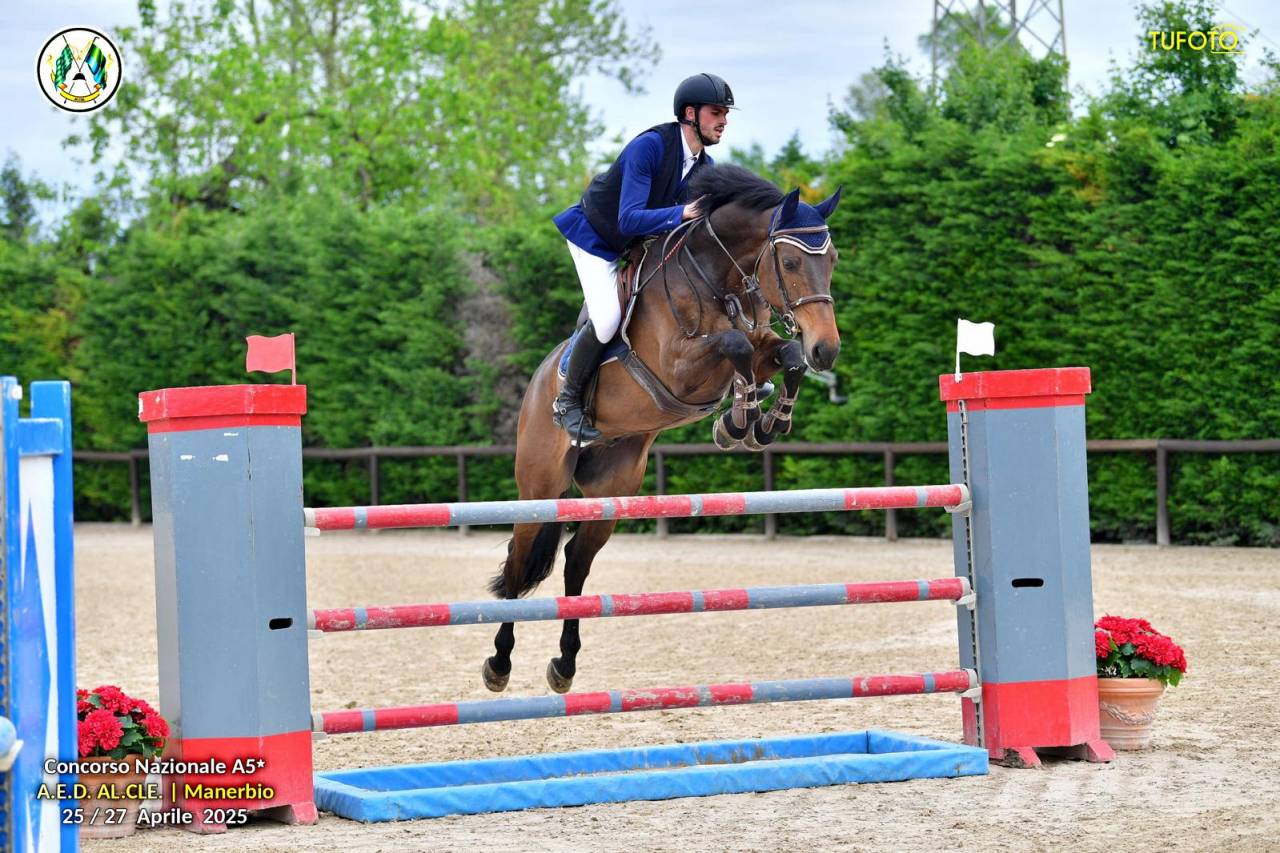 Caballo castrado Holsteiner En venta 2017 Bayo moreno por Van Gogh