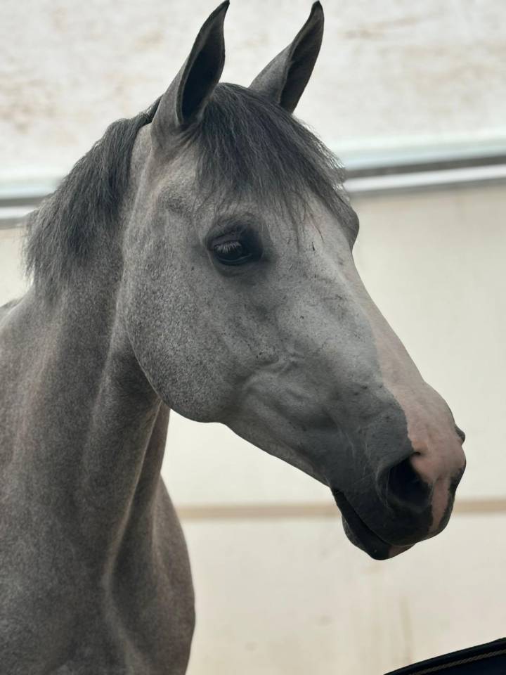 Yegua Silla Francés En venta 2018 Tordo
