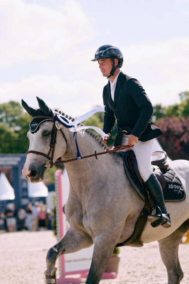 Yegua Silla Francés En venta 2018 Tordo