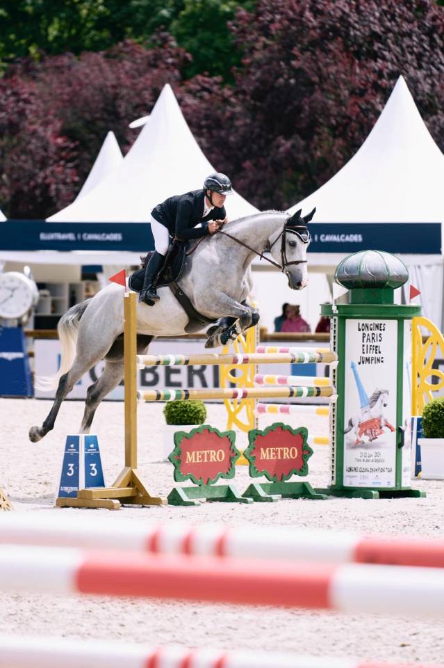 Yegua Silla Francés En venta 2018 Tordo