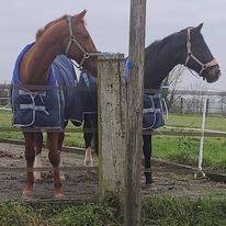 Bonita residencia ecuestre En venta Calvados