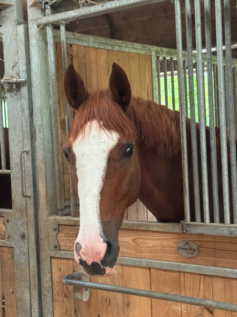 Caballo castrado Silla Francés En venta 2020 Alazán por QUABRI DE L'ISLE