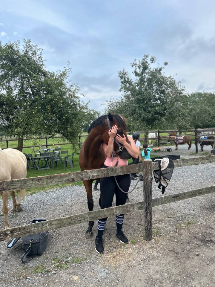 Caballo castrado Pura Sangre Irlandés En venta 2020 Bayo