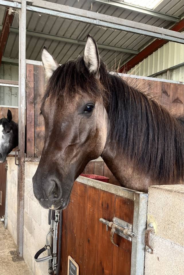 Caballo castrado PFS Poni Françés de Silla En venta 2022 Grullo por HOLLISTER DU PLANTEY