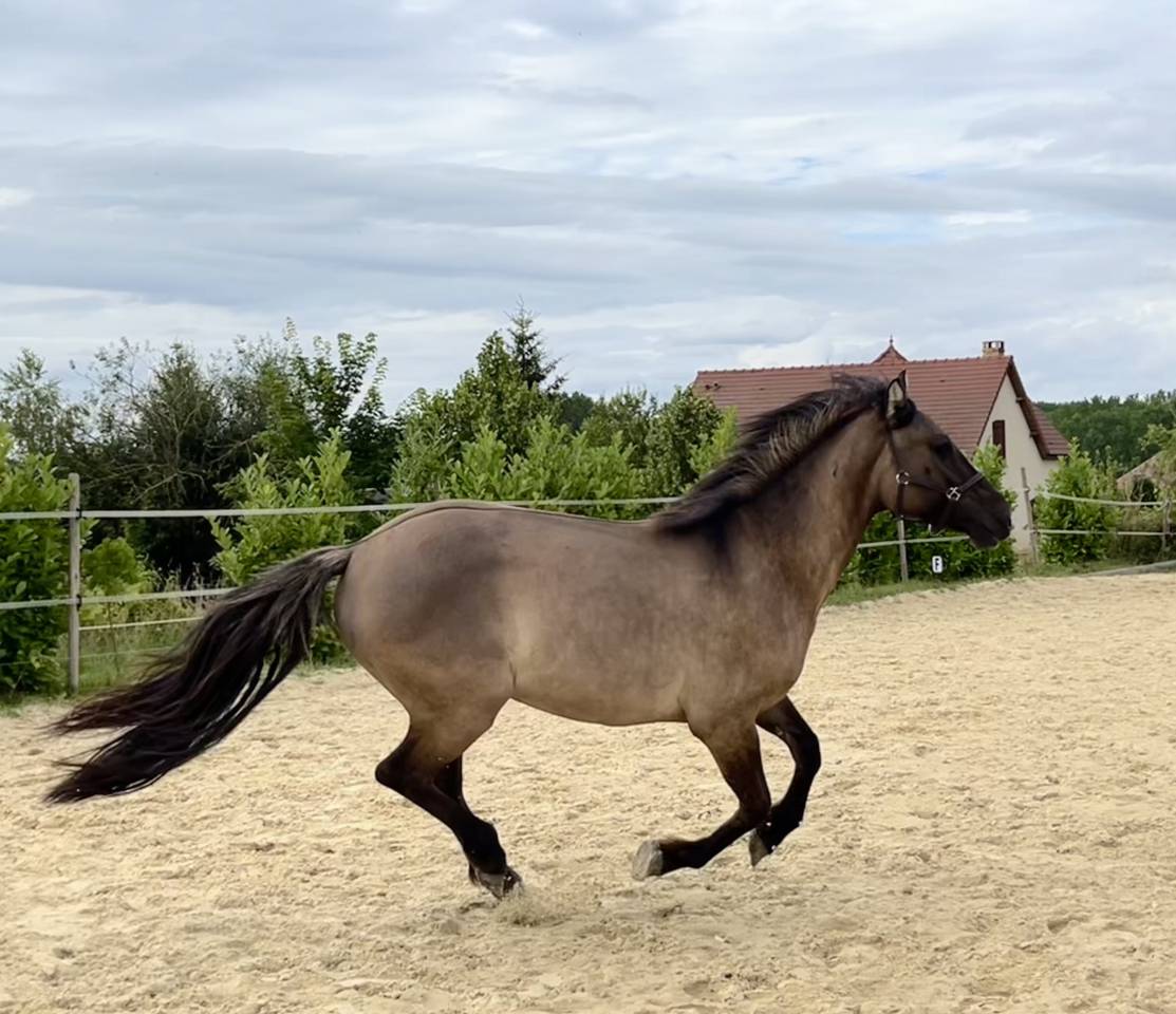 Caballo castrado PFS Poni Françés de Silla En venta 2022 Grullo por HOLLISTER DU PLANTEY