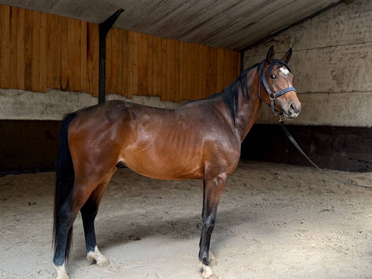 Caballo castrado Zangersheide En venta 2022 Bayo por Cœur de cachas