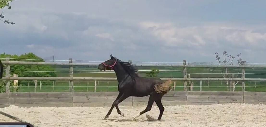 Potranca Silla Francés En venta 2023 Bayo moreno por QLASSIC BOIS MARGOT