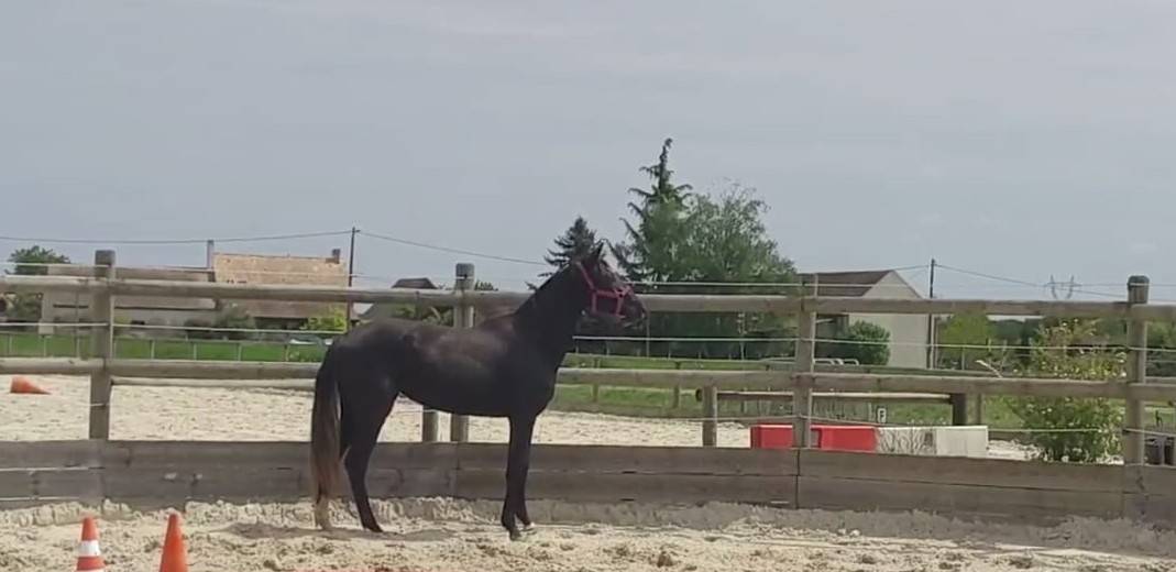 Potranca Silla Francés En venta 2023 Bayo moreno por QLASSIC BOIS MARGOT