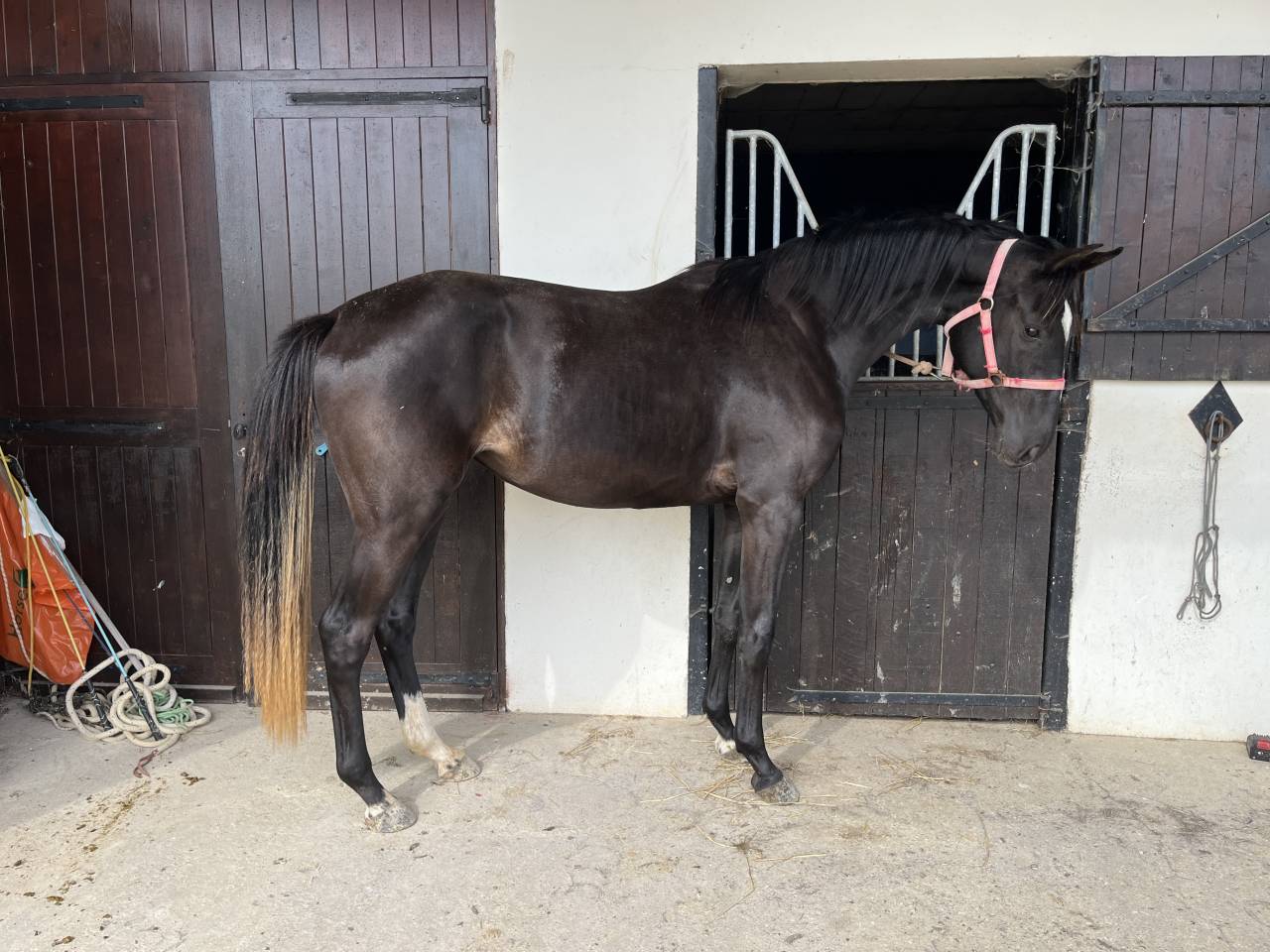 Potranca Silla Francés En venta 2023 Bayo moreno por QLASSIC BOIS MARGOT