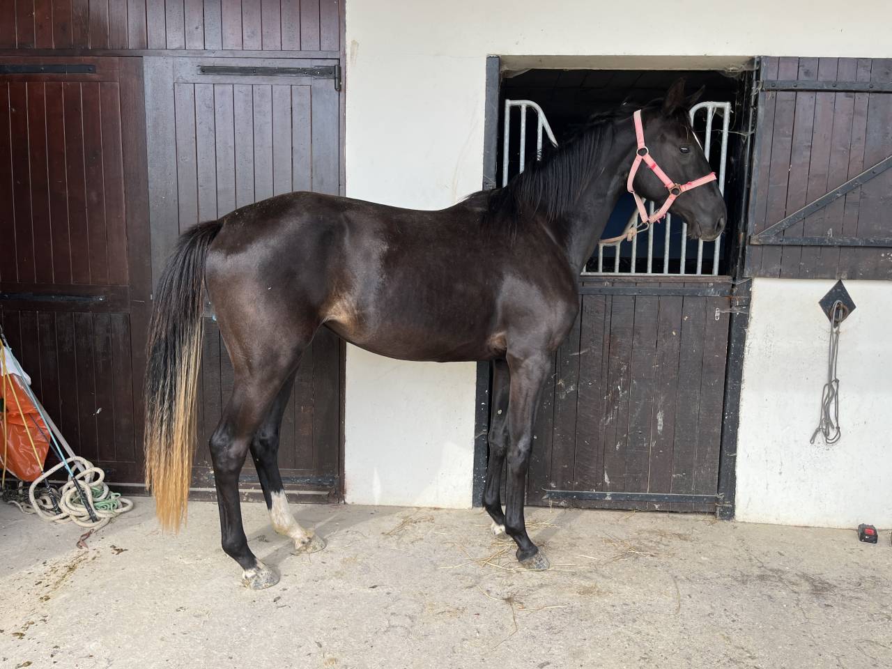 Potranca Silla Francés En venta 2023 Bayo moreno por QLASSIC BOIS MARGOT