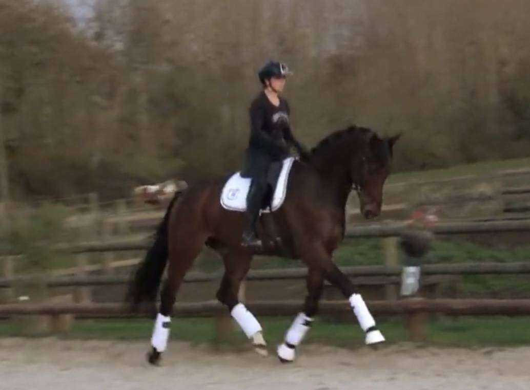 Caballo castrado Hannoveriano En venta 2020 Bayo por Zacherey