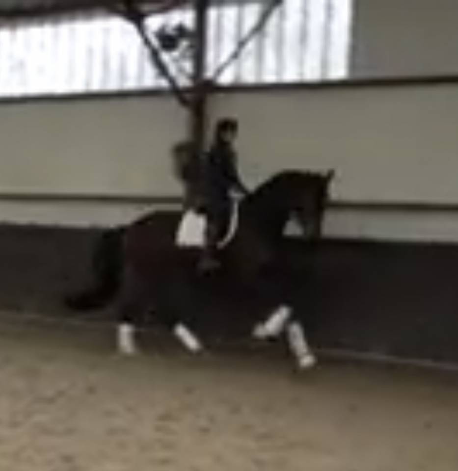 Caballo castrado Hannoveriano En venta 2020 Bayo moreno por Don nobless