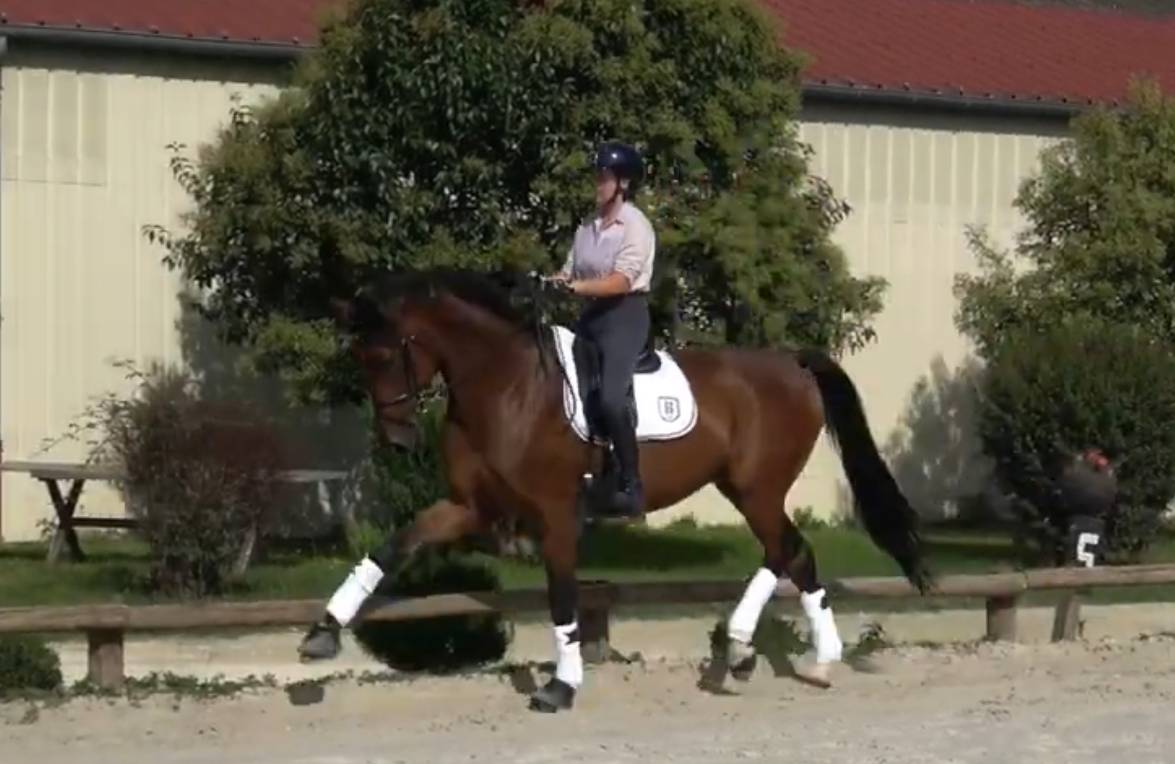 Caballo castrado Silla Francés En venta 2016 Bayo por Swing de hus