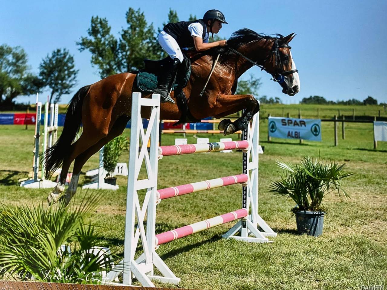 Caballo castrado Silla Francés En venta 2016 Bayo por Baloussini