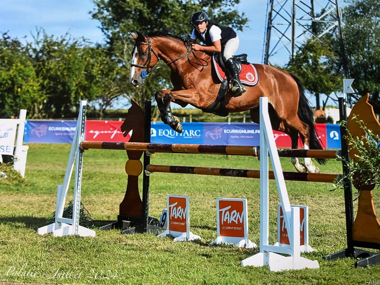 Caballo castrado Silla Francés En venta 2016 Bayo por Baloussini