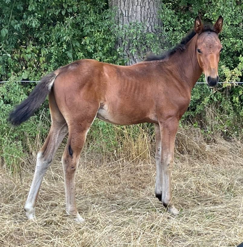 Potro Silla Francés En venta 2025 Bayo