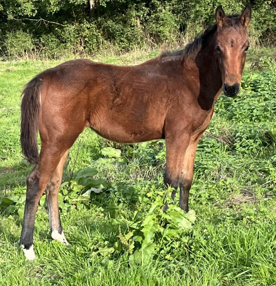 Potro Silla Francés En venta 2025 Bayo