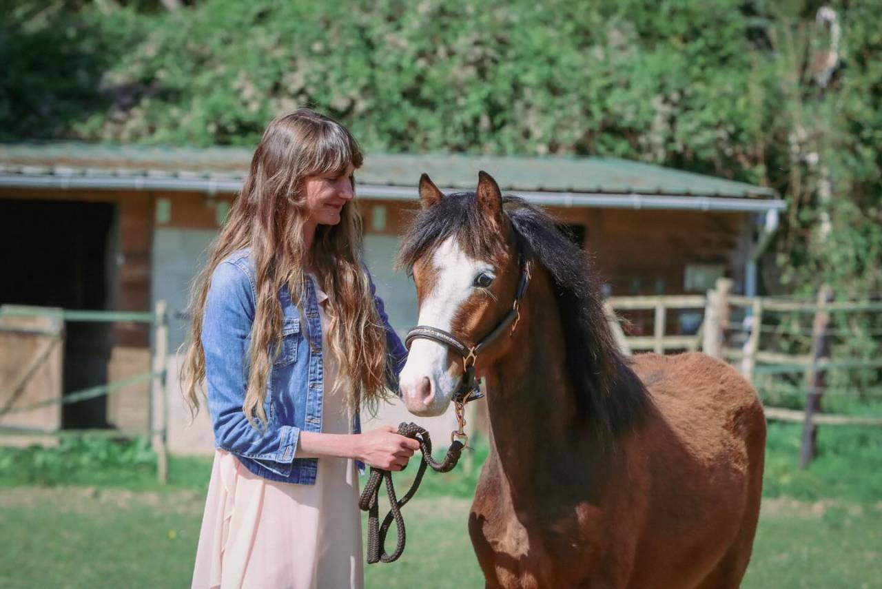 Potro PFS Poni Françés de Silla En venta 2024 Bayo por goldwyn d'embets