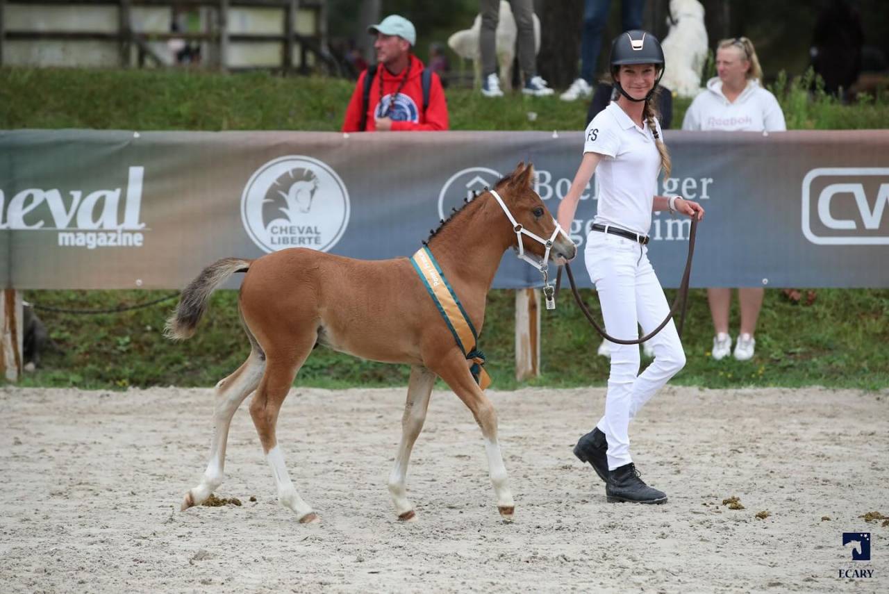 Potro PFS Poni Françés de Silla En venta 2024 Bayo por goldwyn d'embets