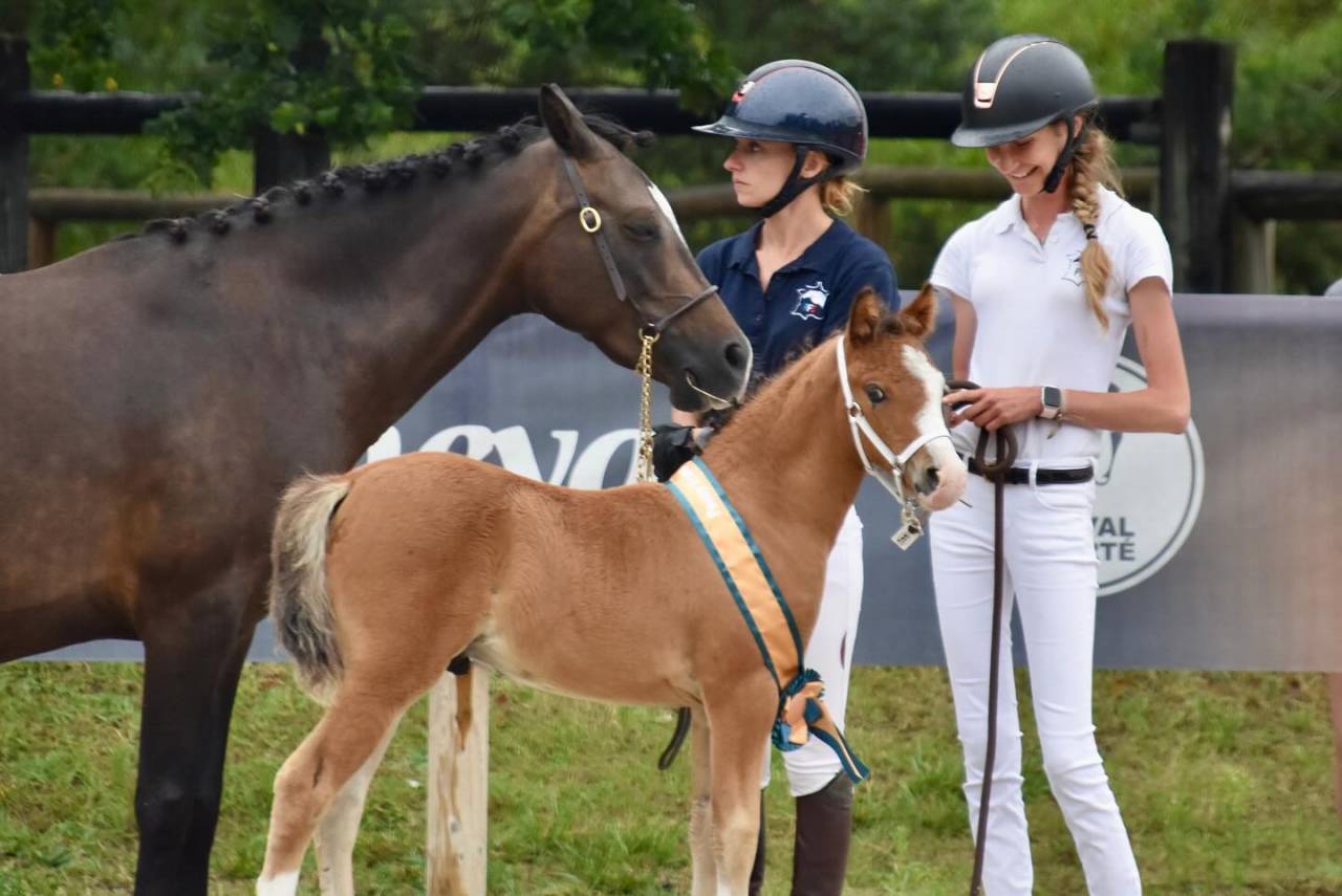 Potro PFS Poni Françés de Silla En venta 2024 Bayo por goldwyn d'embets