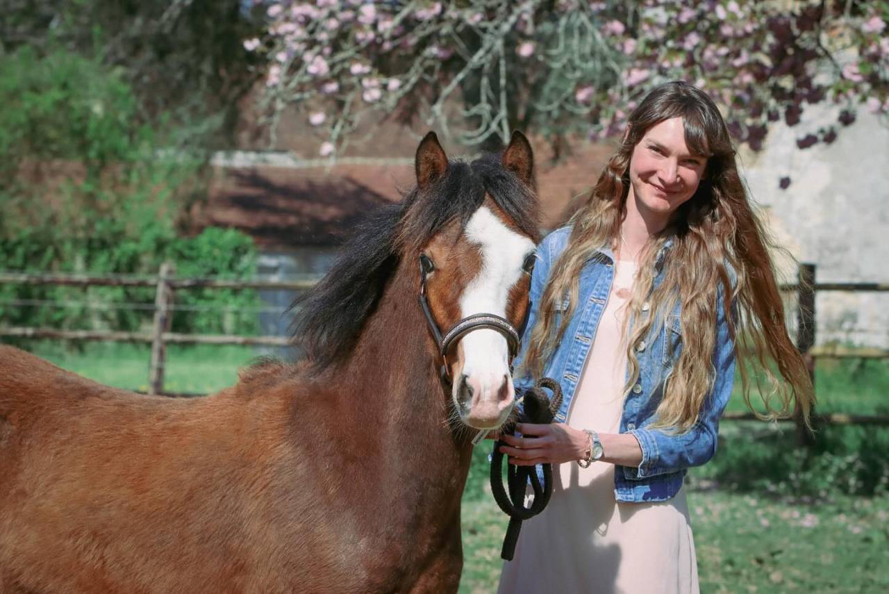 Potro PFS Poni Françés de Silla En venta 2024 Bayo por goldwyn d'embets