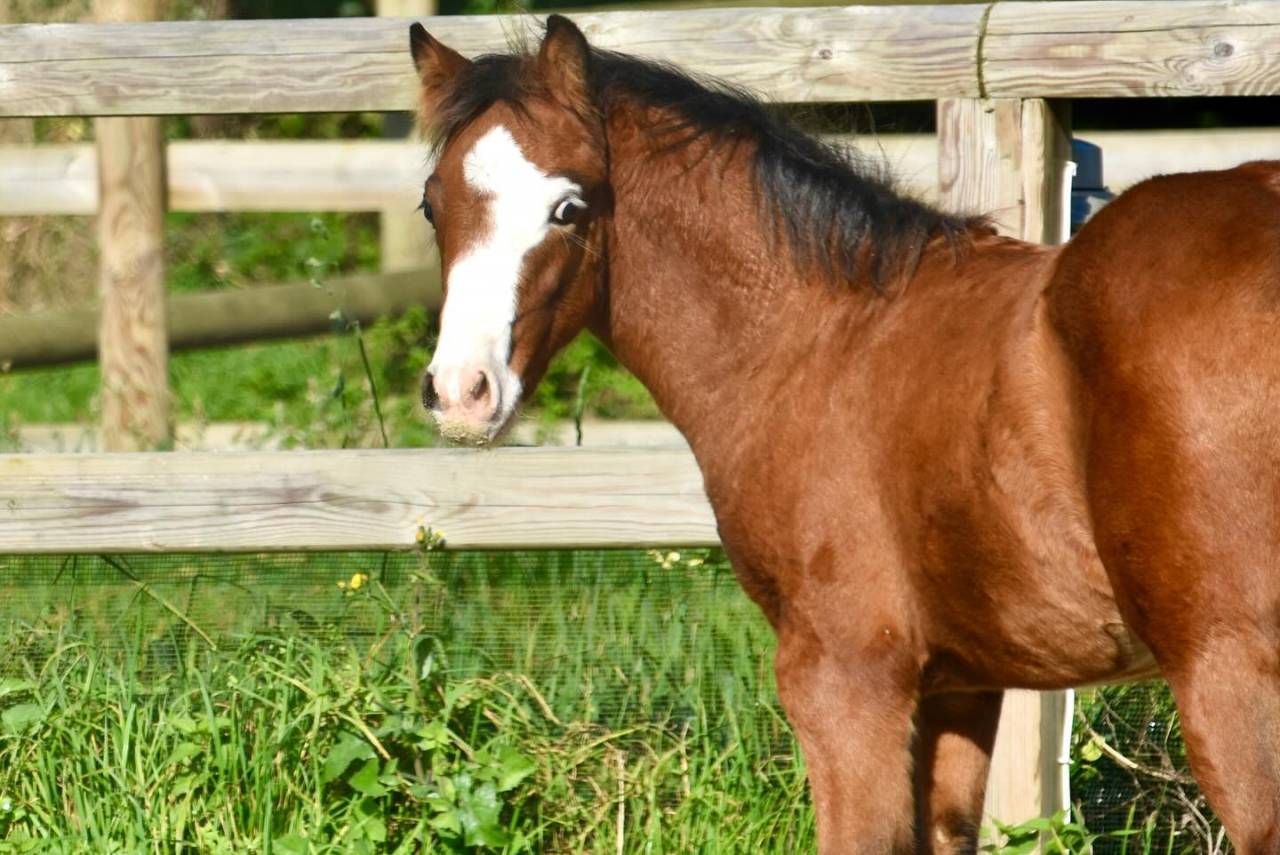 Potro PFS Poni Françés de Silla En venta 2024 Bayo por goldwyn d'embets