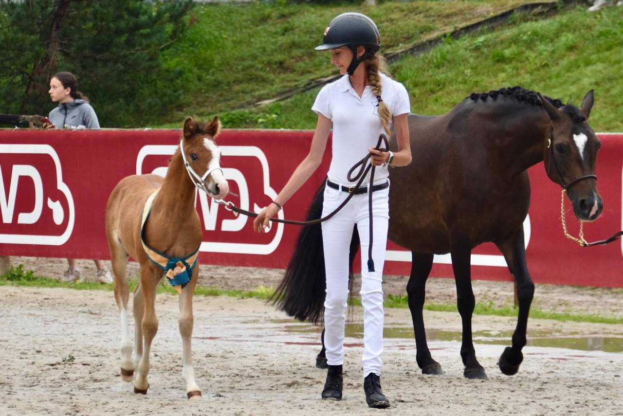 Potro PFS Poni Françés de Silla En venta 2024 Bayo por goldwyn d'embets