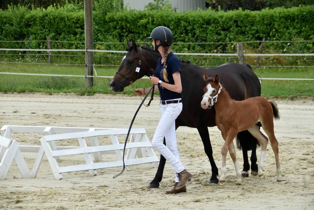 Potro PFS Poni Françés de Silla En venta 2024 Bayo por goldwyn d'embets