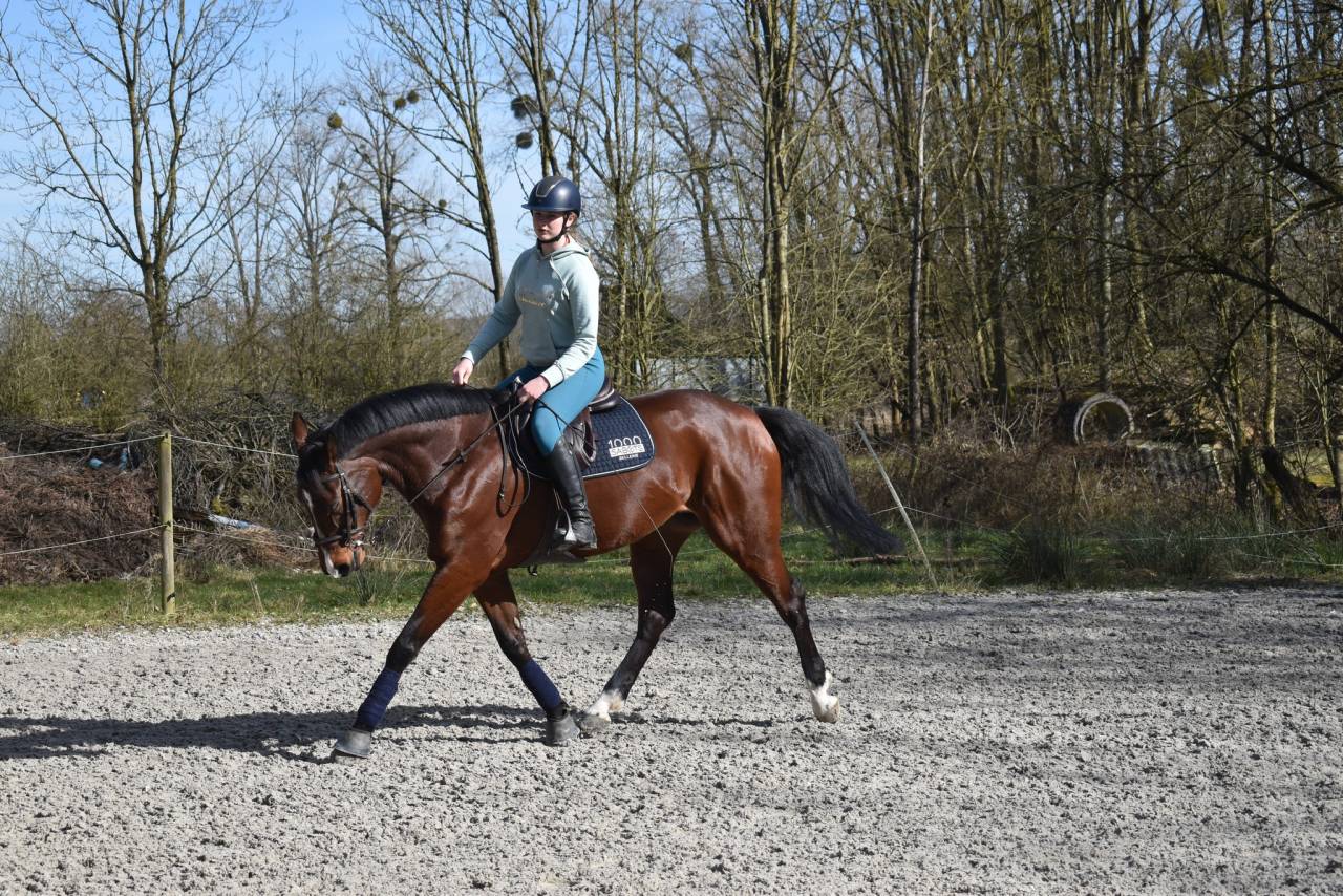 Yegua Media Sangre Belga En venta 2014 Bayo