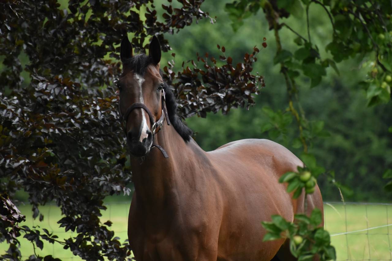 Yegua Media Sangre Belga En venta 2014 Bayo