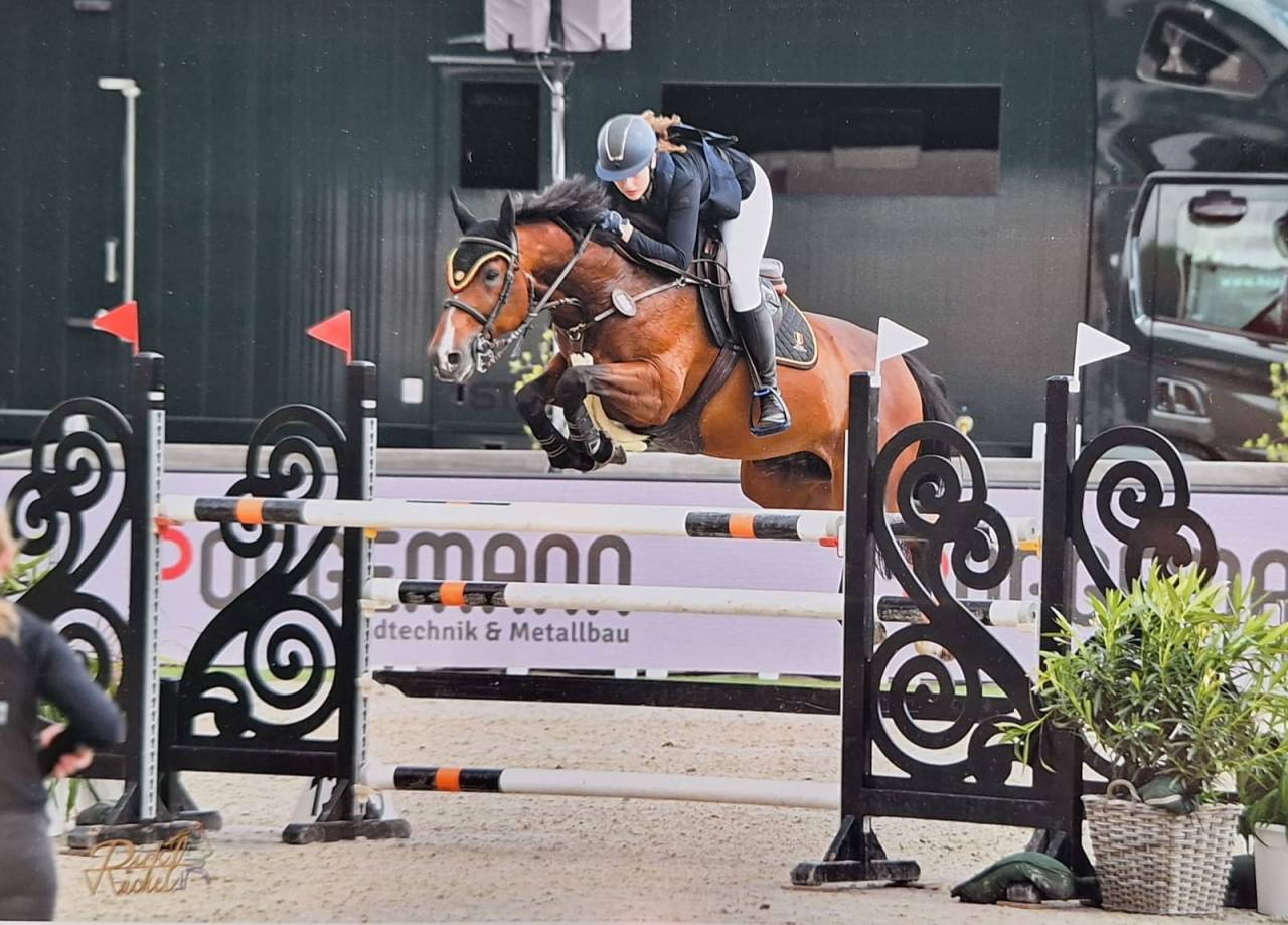 Yegua Media Sangre Belga En venta 2014 Bayo