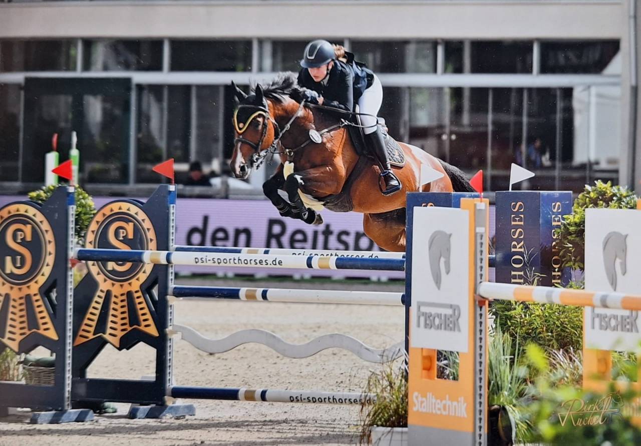 Yegua Media Sangre Belga En venta 2014 Bayo