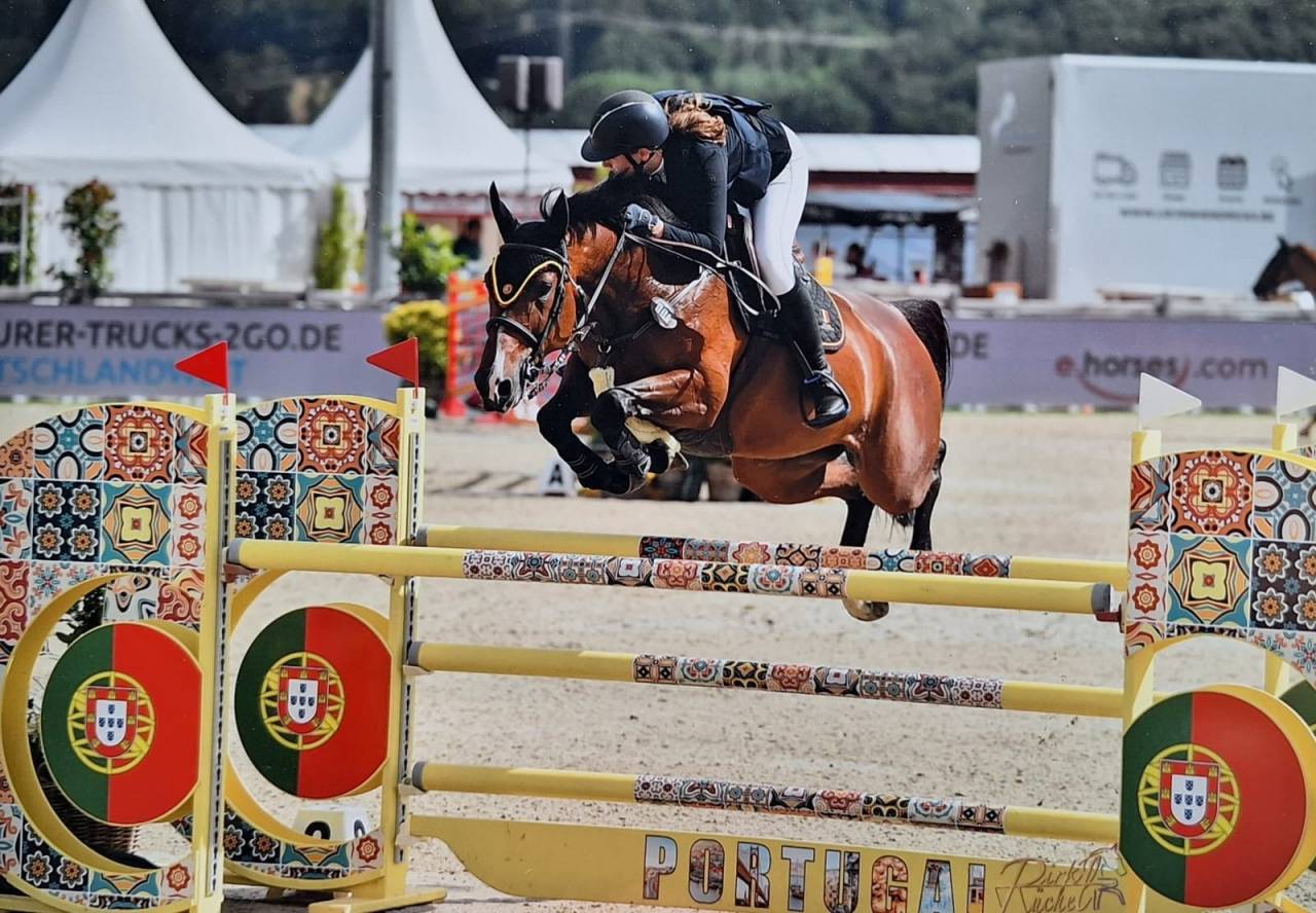 Yegua Media Sangre Belga En venta 2014 Bayo