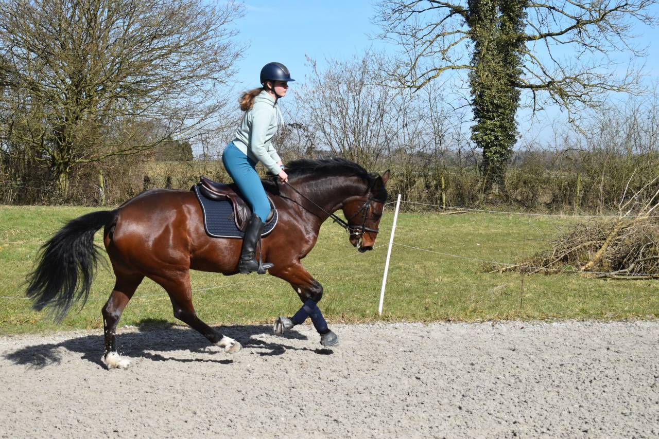 Yegua Media Sangre Belga En venta 2014 Bayo