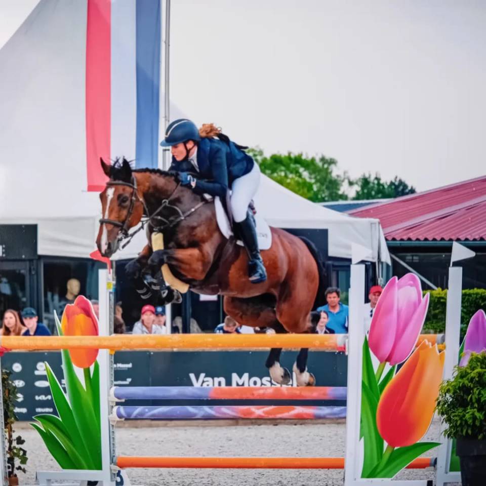 Yegua Media Sangre Belga En venta 2014 Bayo