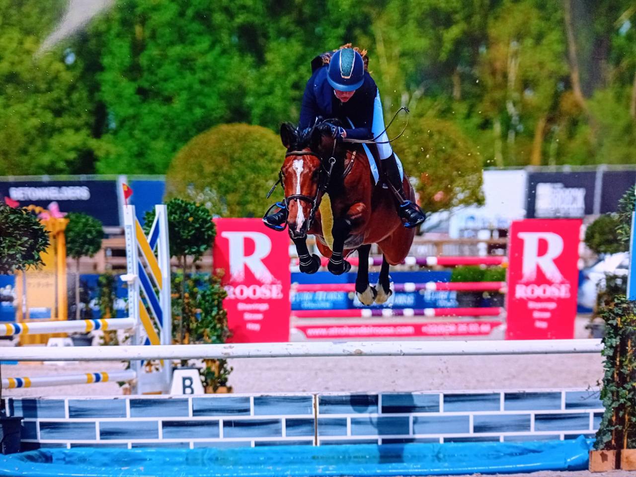 Yegua Media Sangre Belga En venta 2014 Bayo